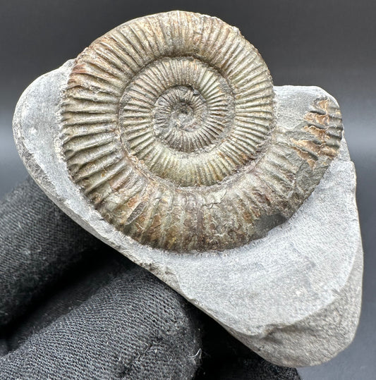 Dactylioceras Ammonite Fossil With Box And Stand - Whitby, North Yorkshire Jurassic Coast Yorkshire Fossils