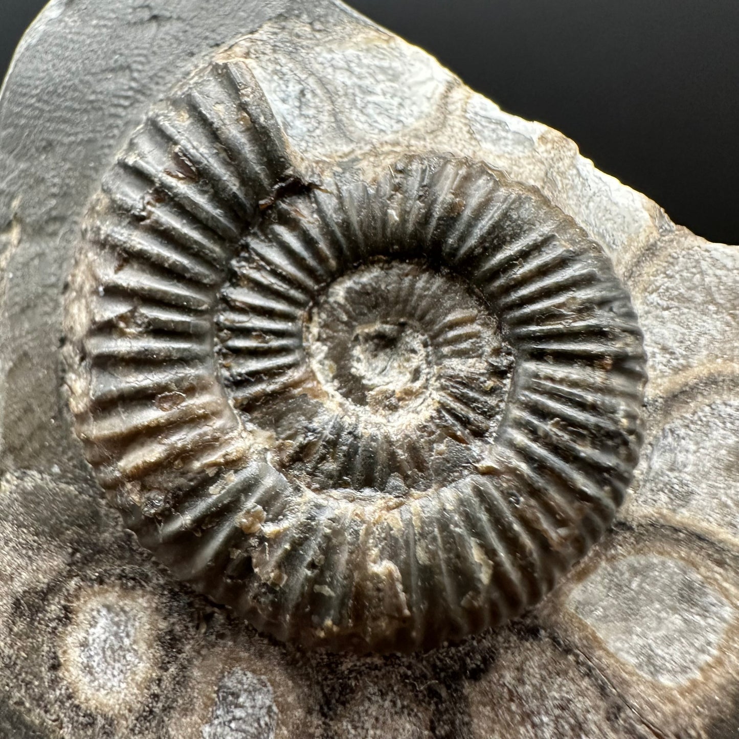 Dactylioceras Ammonite Fossil Gift Set - Whitby, North Yorkshire Jurassic Coast Yorkshire Fossils