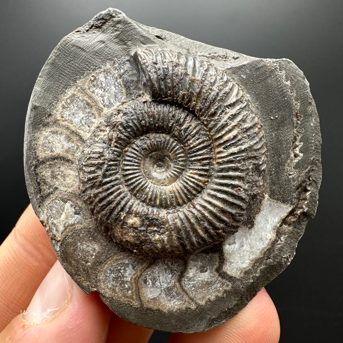 Dactylioceras Ammonite Fossil With box and Stand - Whitby, North Yorkshire Jurassic Coast Yorkshire Fossils
