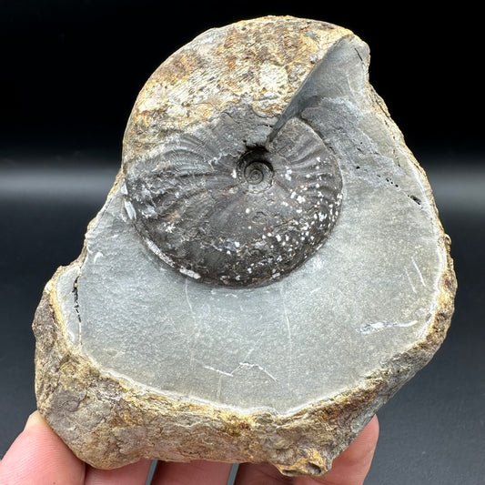 Pseudolioceras lythense ammonite fossil with box and stand - Whitby, North Yorkshire, Yorkshire Fossils on the Jurassic Coast