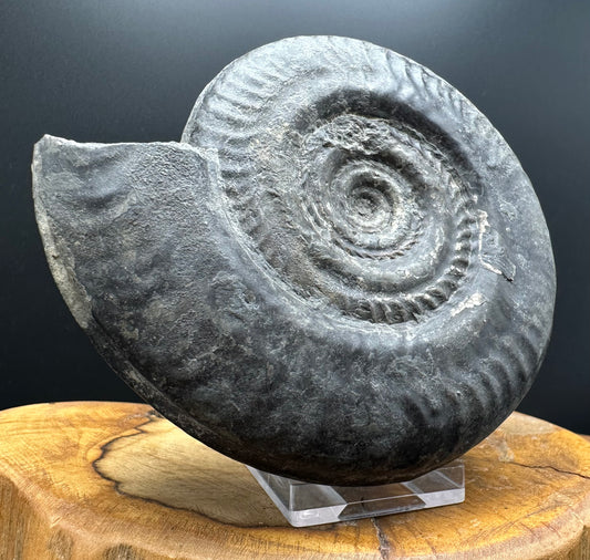 Hildoceras Bifrons Ammonite fossil with stand - Whitby, North Yorkshire Jurassic Coast, Yorkshire Fossils from the Jurassic Coast