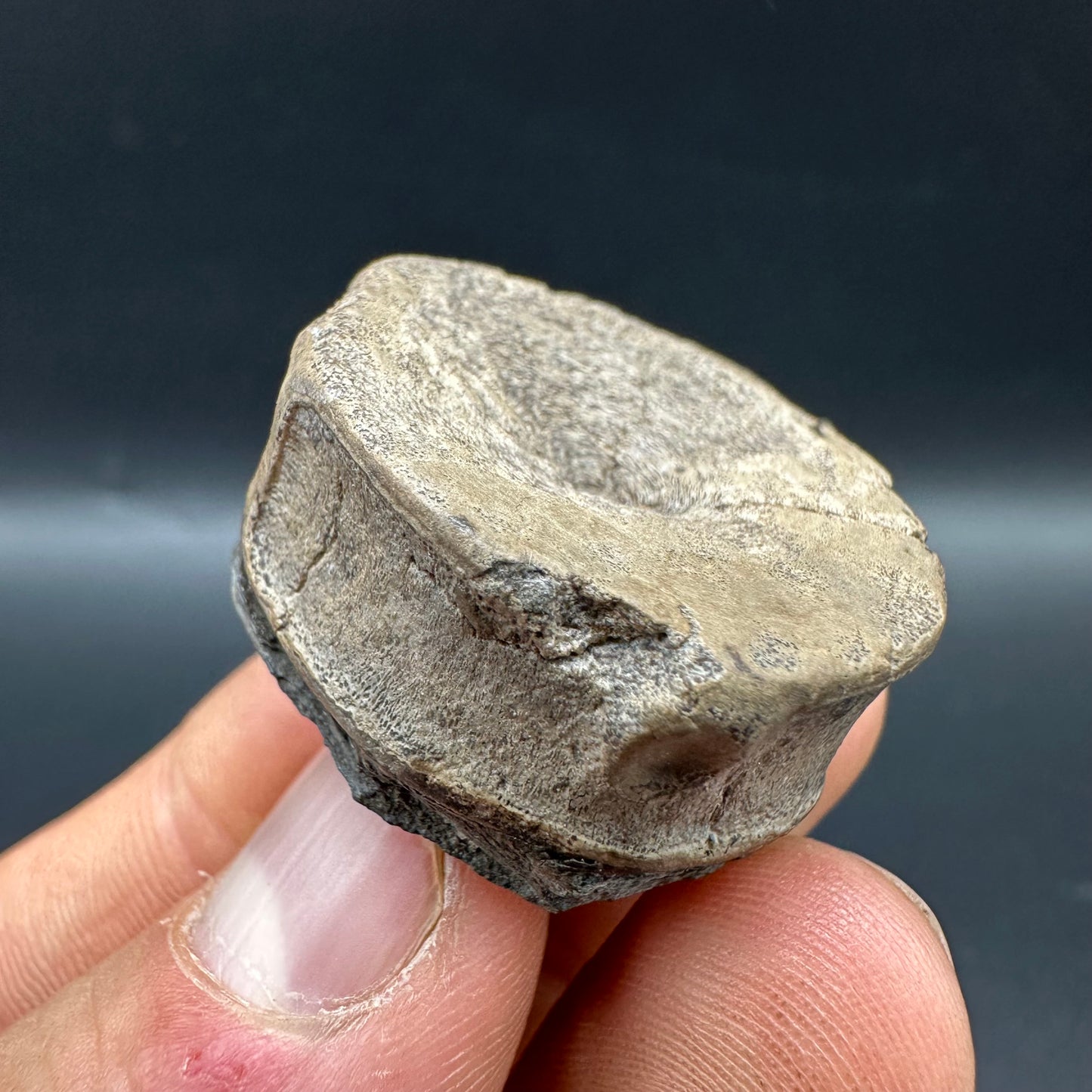 Ichthyosaur Vertebra fossil with box and stand - Whitby, North Yorkshire Jurassic Coast, Yorkshire fossils found on the Jurassic Coast