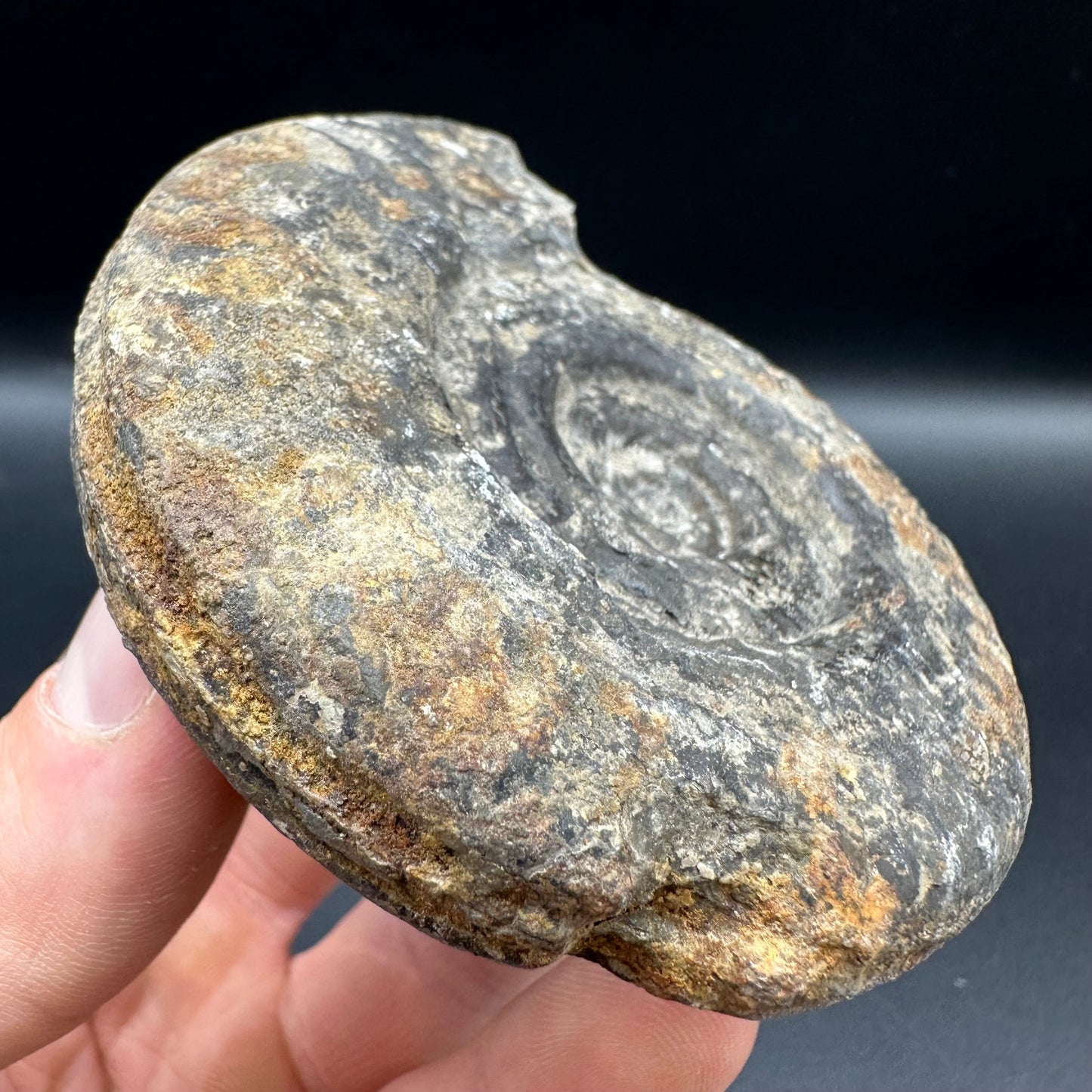 Hildoceras Bifrons Ammonite fossil with box and stand - Whitby, North Yorkshire Jurassic Coast, Yorkshire Fossils from the Jurassic Coast