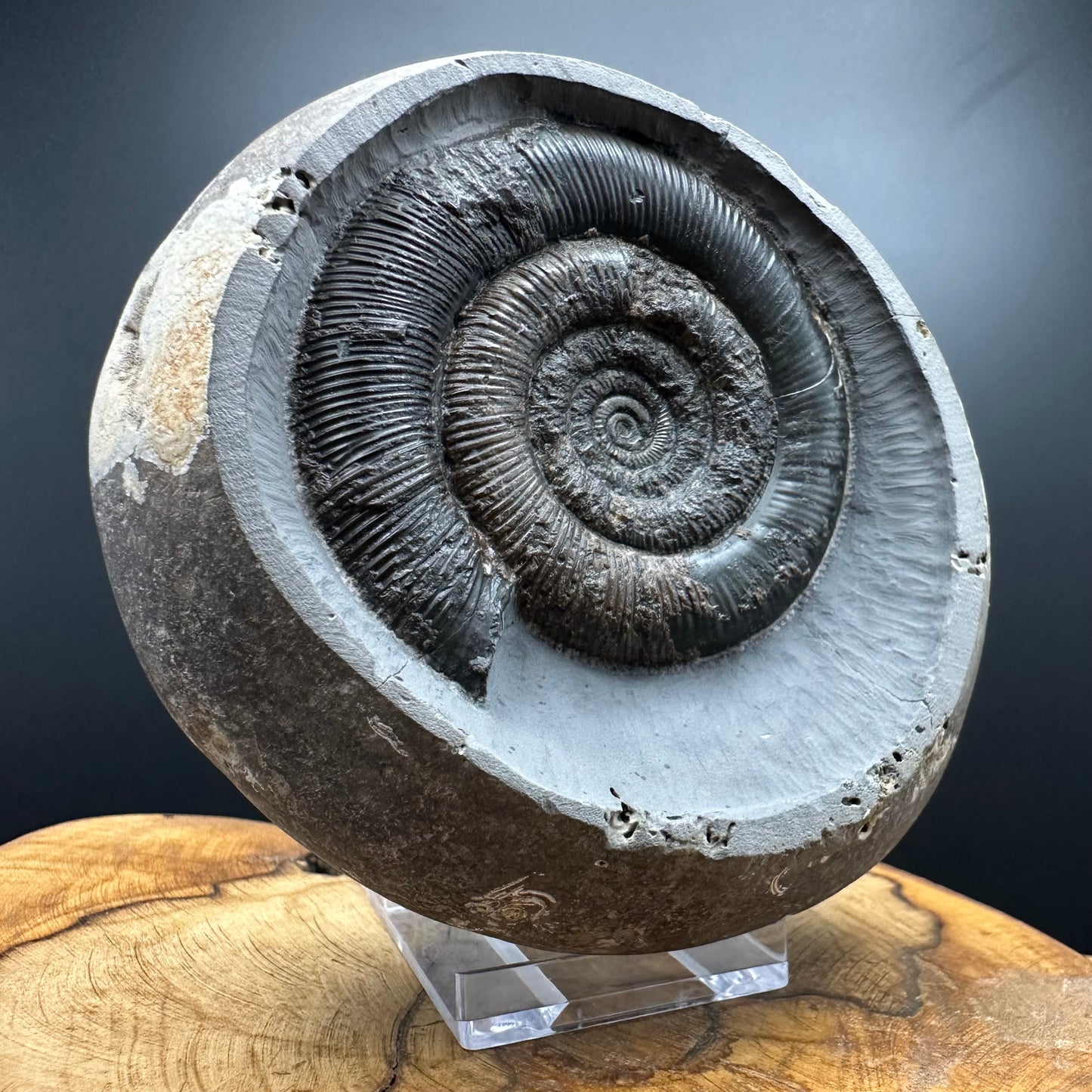 Dactylioceras tenuicostatum Ammonite fossil with box and stand - Whitby, North Yorkshire Jurassic Coast