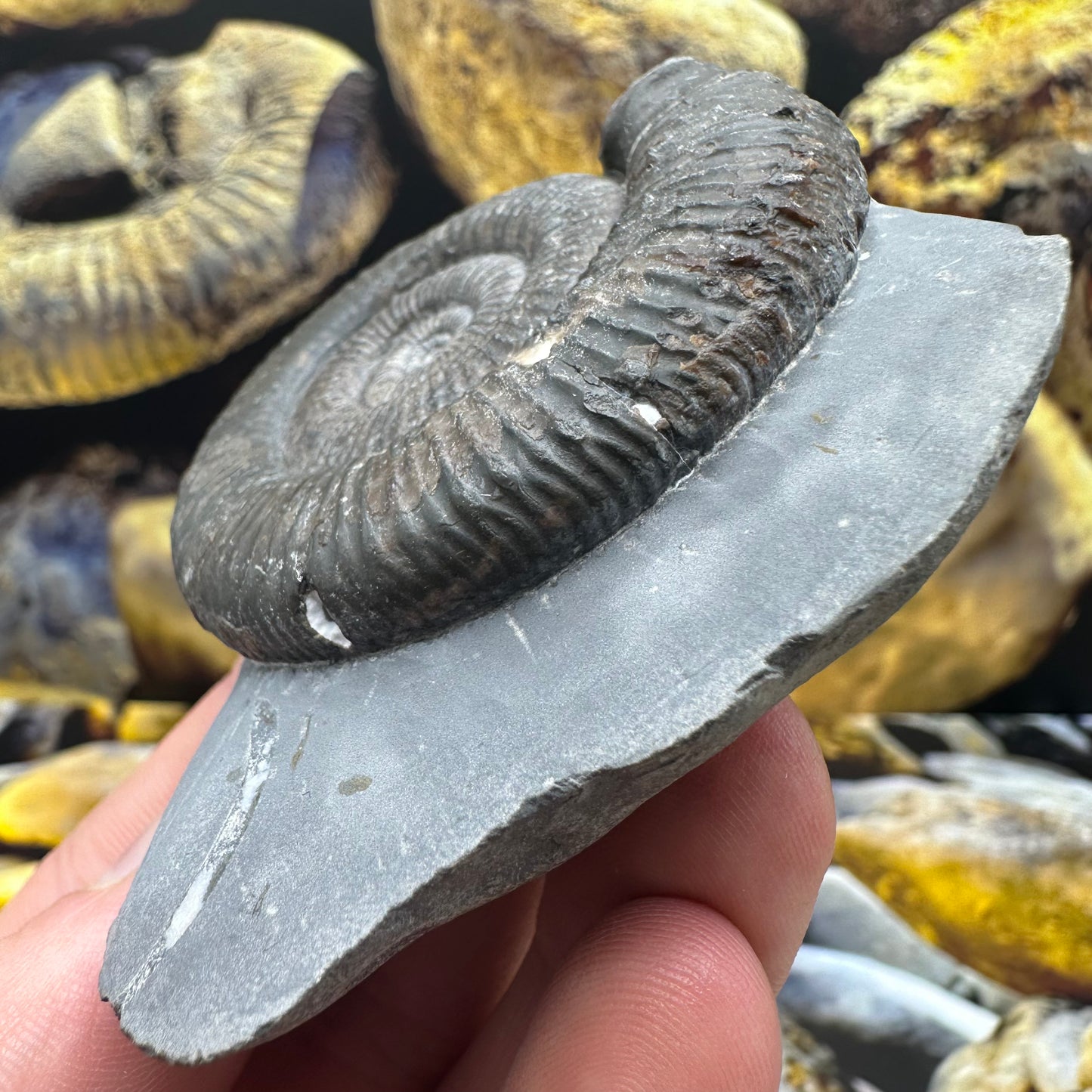 Zugodactylites ammonite fossil - Whitby, North Yorkshire Jurassic Coast, Yorkshire fossils