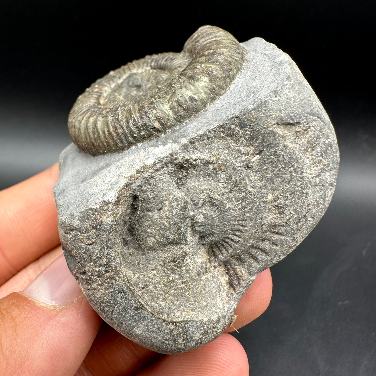 Dactylioceras Ammonite Fossil With Box And Stand - Whitby, North Yorkshire Jurassic Coast Yorkshire Fossils