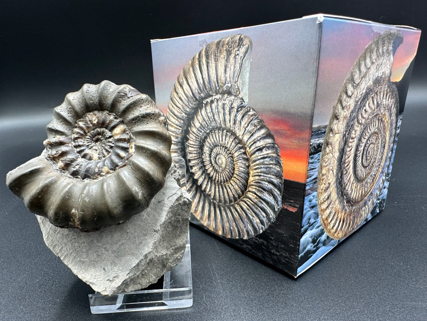 Androgynoceras maculatum ammonite fossil with gift box and stand - Whitby, North Yorkshire Jurassic Coast Yorkshire Fossils