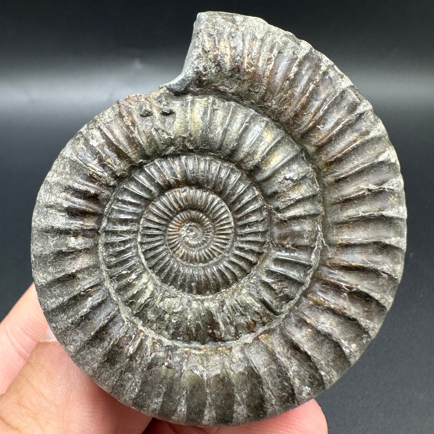 Dactylioceras Ammonite Fossil With Box And Stand - Whitby, North Yorkshire Jurassic Coast Yorkshire Fossils