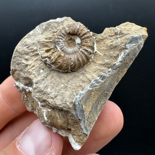 Androgynoceras capricornus Ammonite Fossil With Stand - Whitby, North Yorkshire Jurassic Coast Yorkshire Fossils