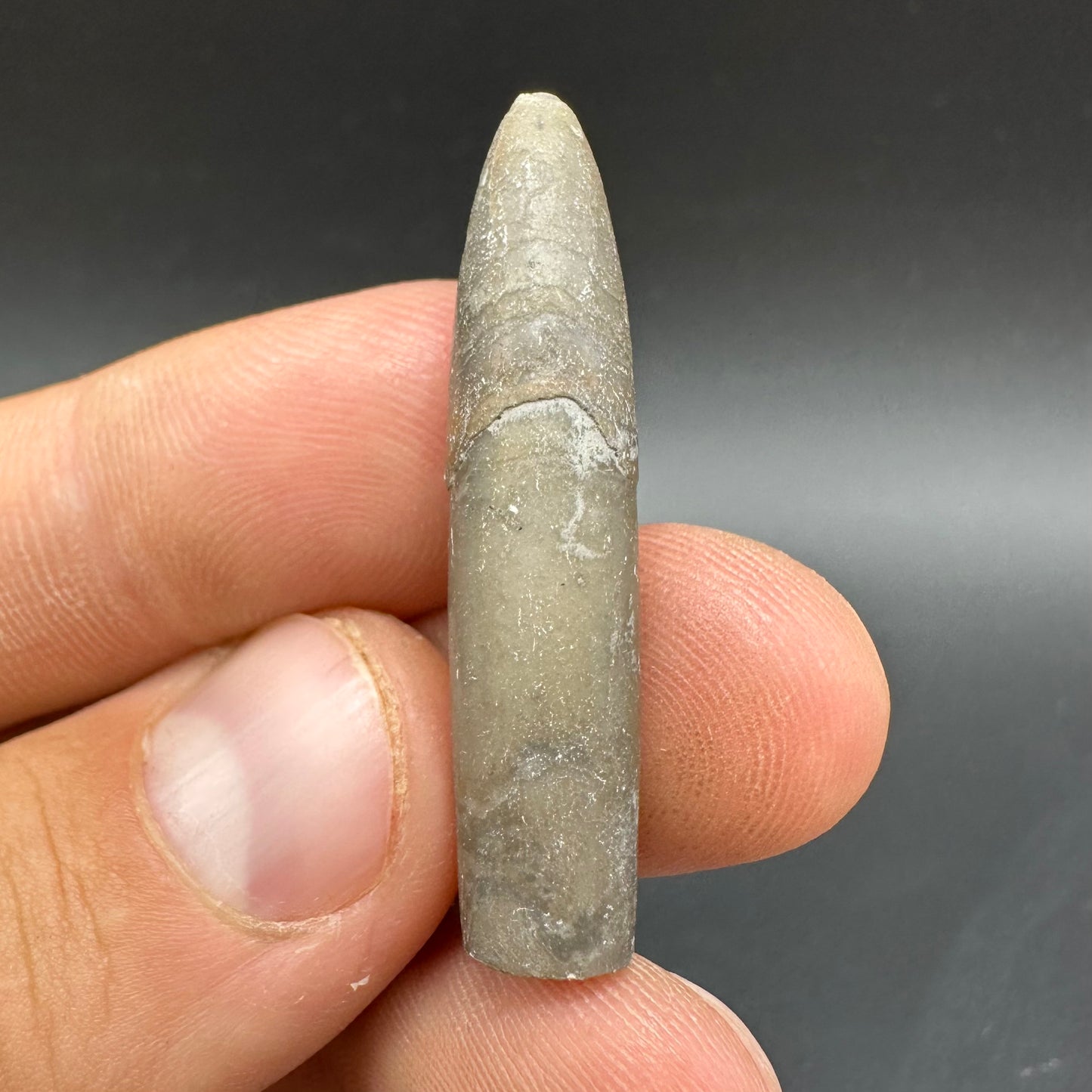 Belemnite (Fossil Squid) shell fossil - Whitby, North Yorkshire Jurassic Coast Yorkshire Fossils