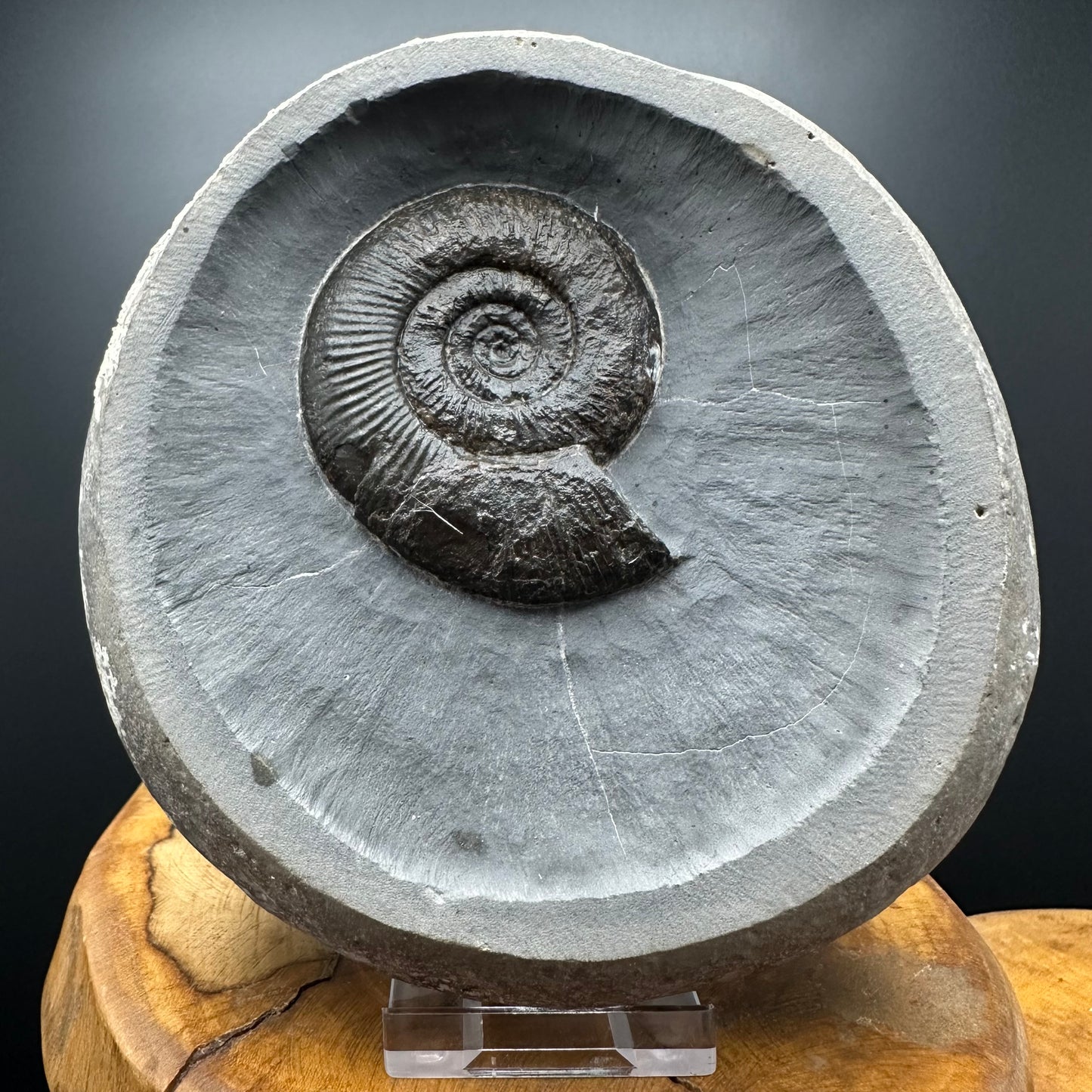 Dactylioceras semicelatum Ammonite Fossil With Stand- Whitby, North Yorkshire Jurassic Coast Yorkshire Fossils