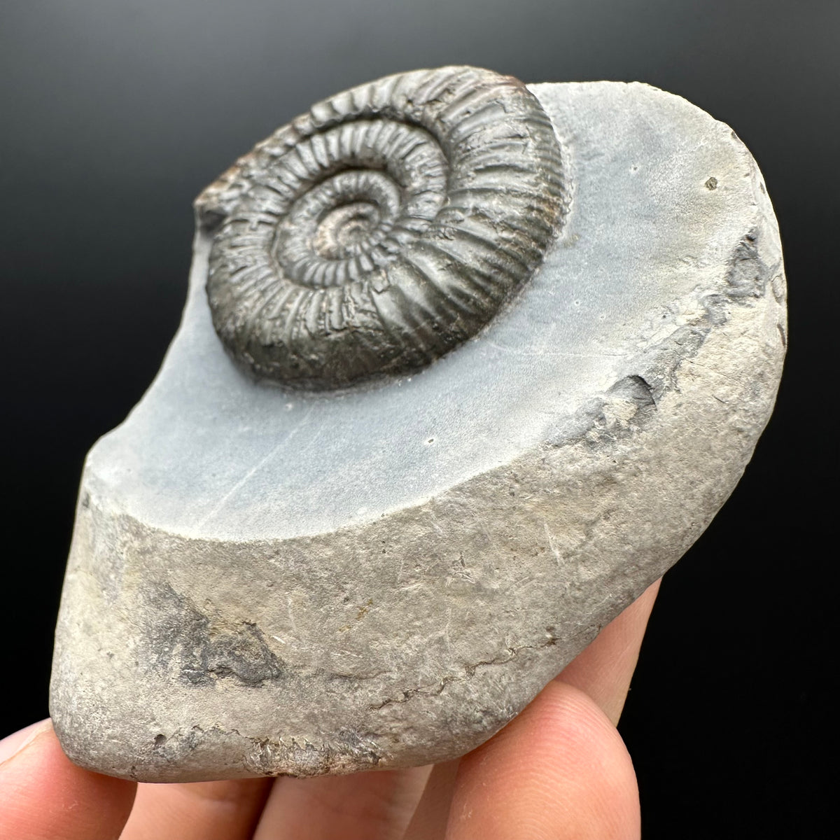 Dactylioceras Ammonite Fossil With box and Stand - Whitby, North Yorkshire Jurassic Coast Yorkshire Fossils