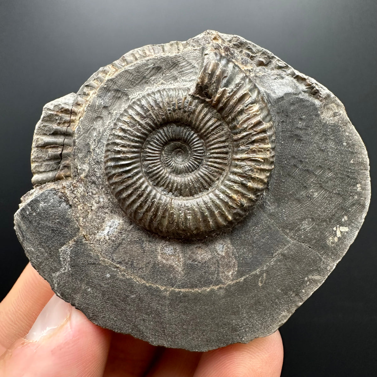 Dactylioceras Ammonite Fossil With box and Stand - Whitby, North Yorkshire Jurassic Coast Yorkshire Fossils