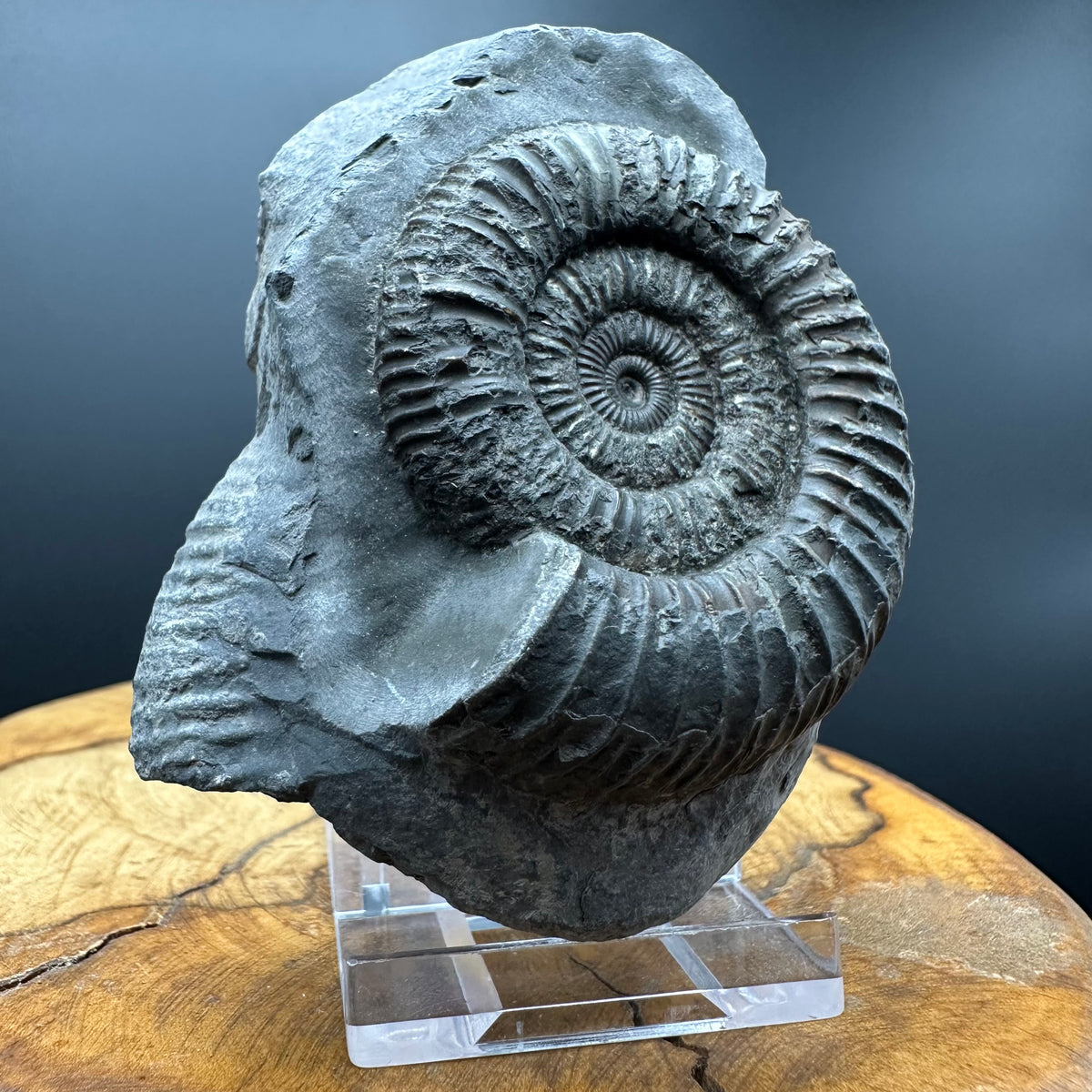 Dactylioceras Ammonite Fossil With box and Stand - Whitby, North Yorkshire Jurassic Coast Yorkshire Fossils