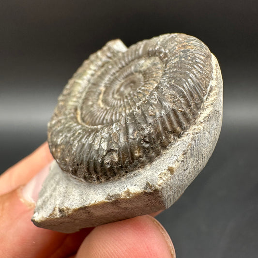 Dactylioceras Ammonite Fossil With Box And Stand - Whitby, North Yorkshire Jurassic Coast Yorkshire Fossils