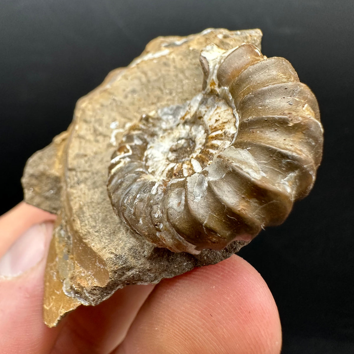 Androgynoceras capricornus Ammonite Fossil With Stand - Whitby, North Yorkshire Jurassic Coast Yorkshire Fossils