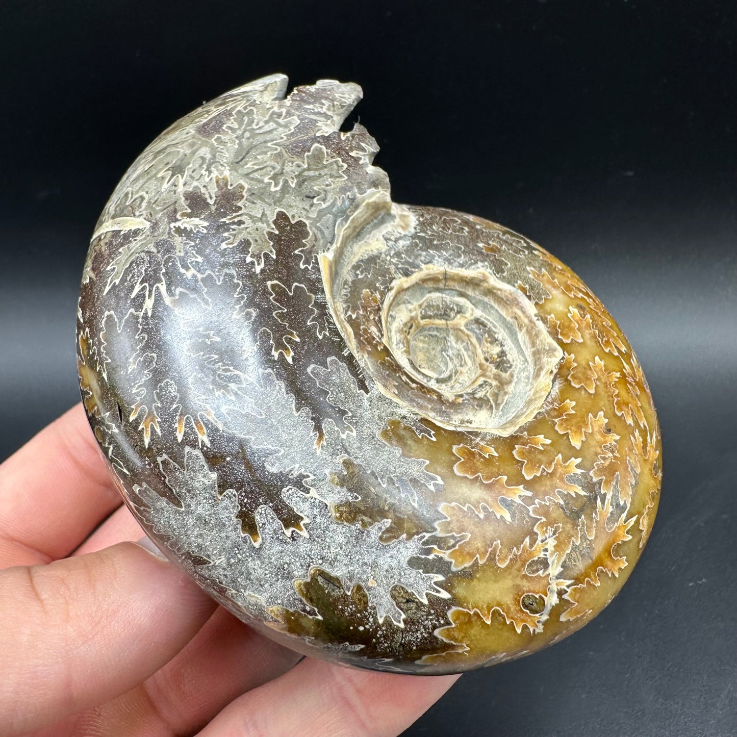 Puzosia Ammonite Fossil With Box And Stand - Cretaceous Ammonite Madagascar