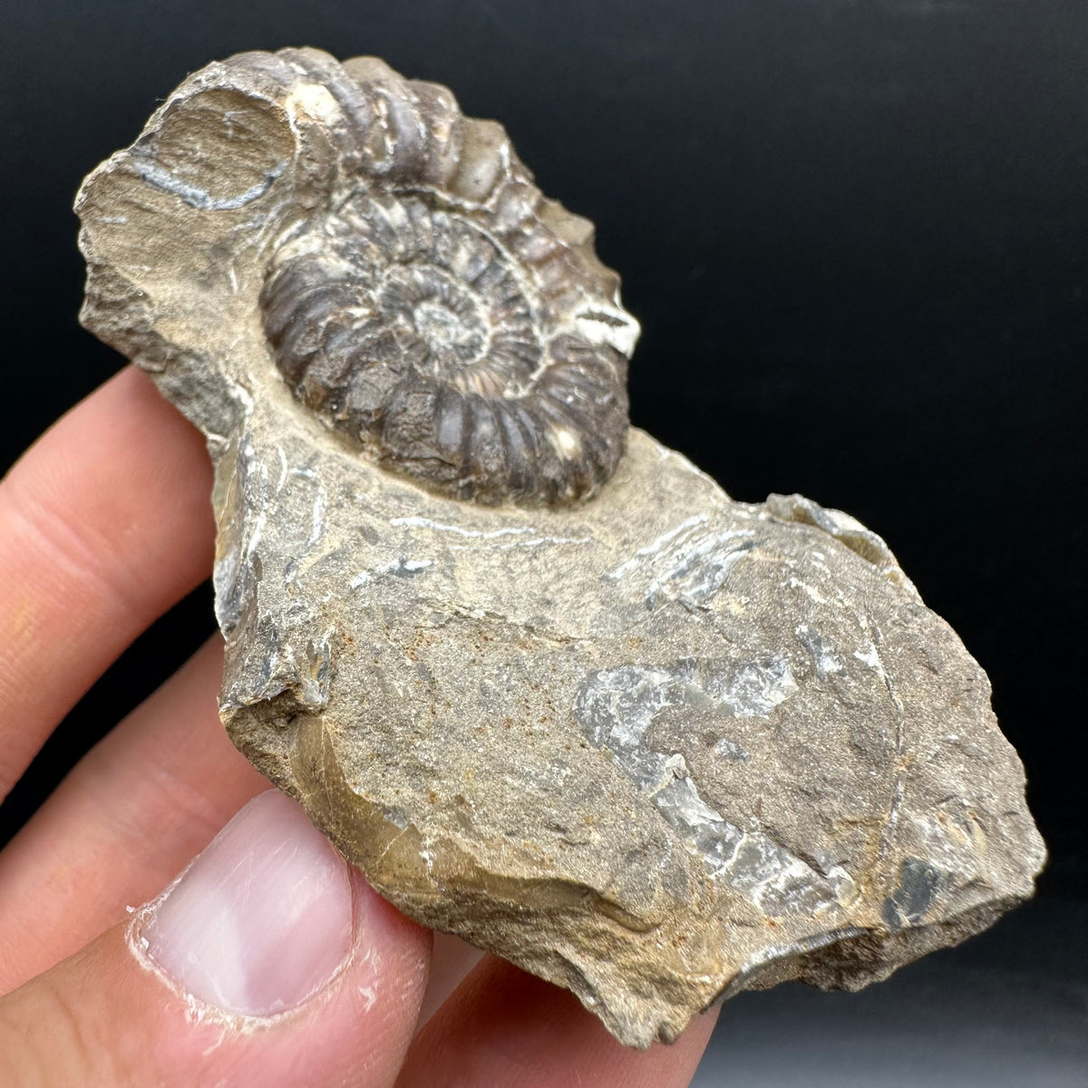 Androgynoceras capricornus Ammonite Fossil With Stand - Whitby, North Yorkshire Jurassic Coast Yorkshire Fossils