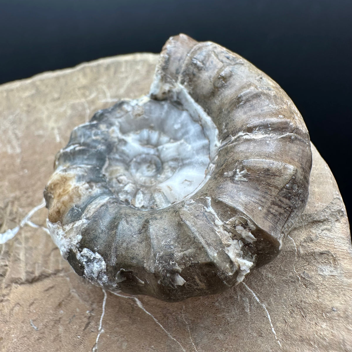 Androgynoceras maculatum ammonite fossil with stand - Whitby, North Yorkshire Jurassic Coast Yorkshire Fossils
