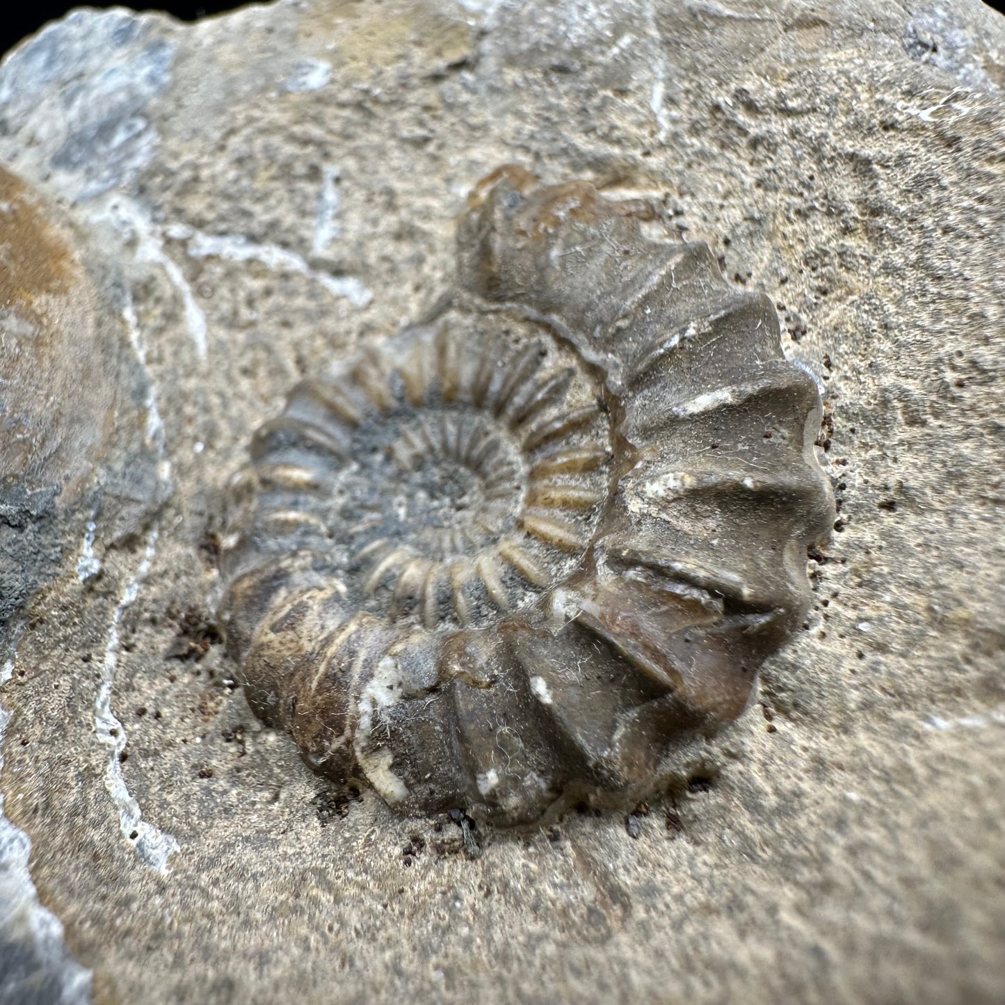 Androgynoceras capricornus Ammonite fossil with box and stand - Whitby, North Yorkshire Jurassic Coast Yorkshire Fossils