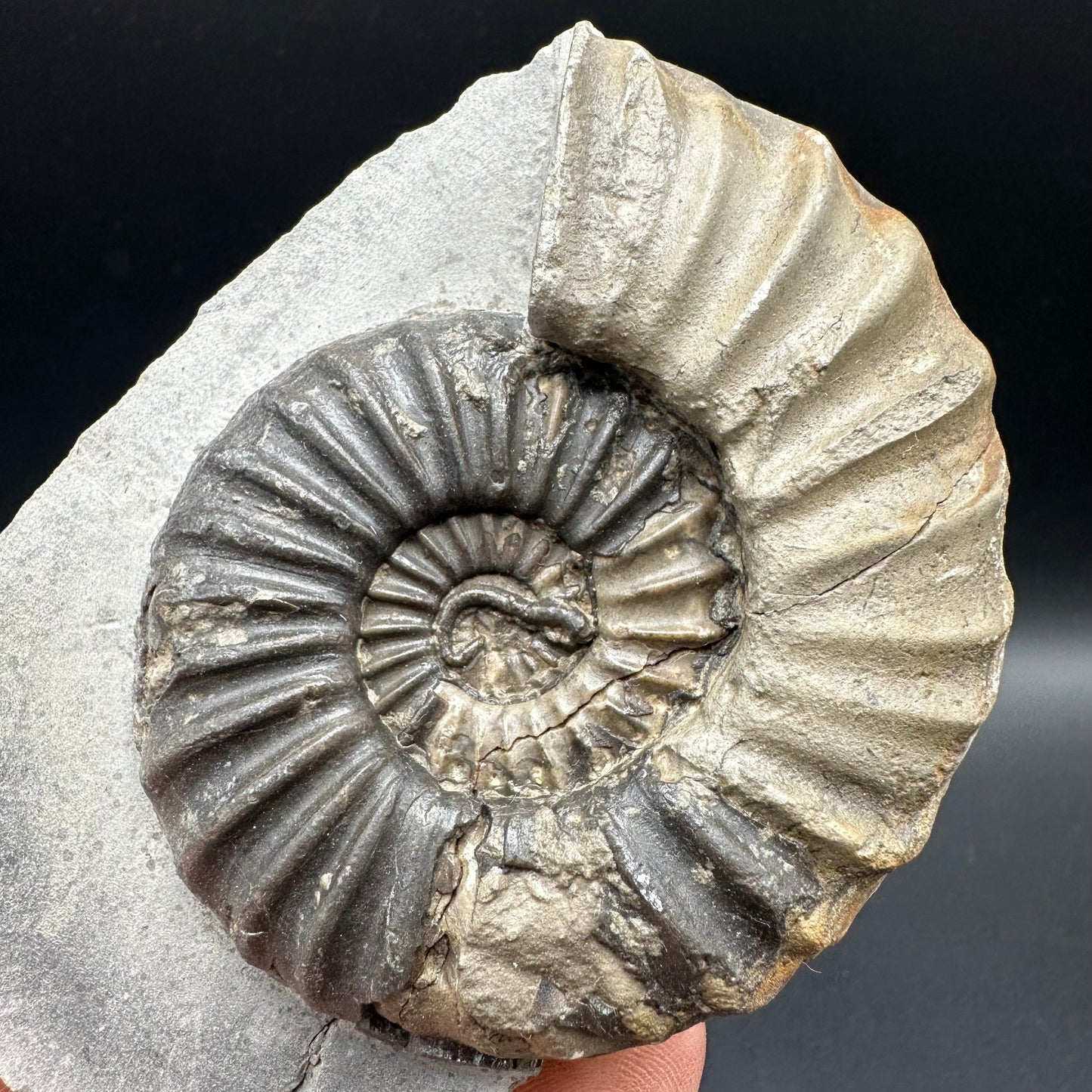 Asteroceras Ammonite fossil with box and stand - Whitby, North Yorkshire Jurassic Coast Yorkshire Fossils