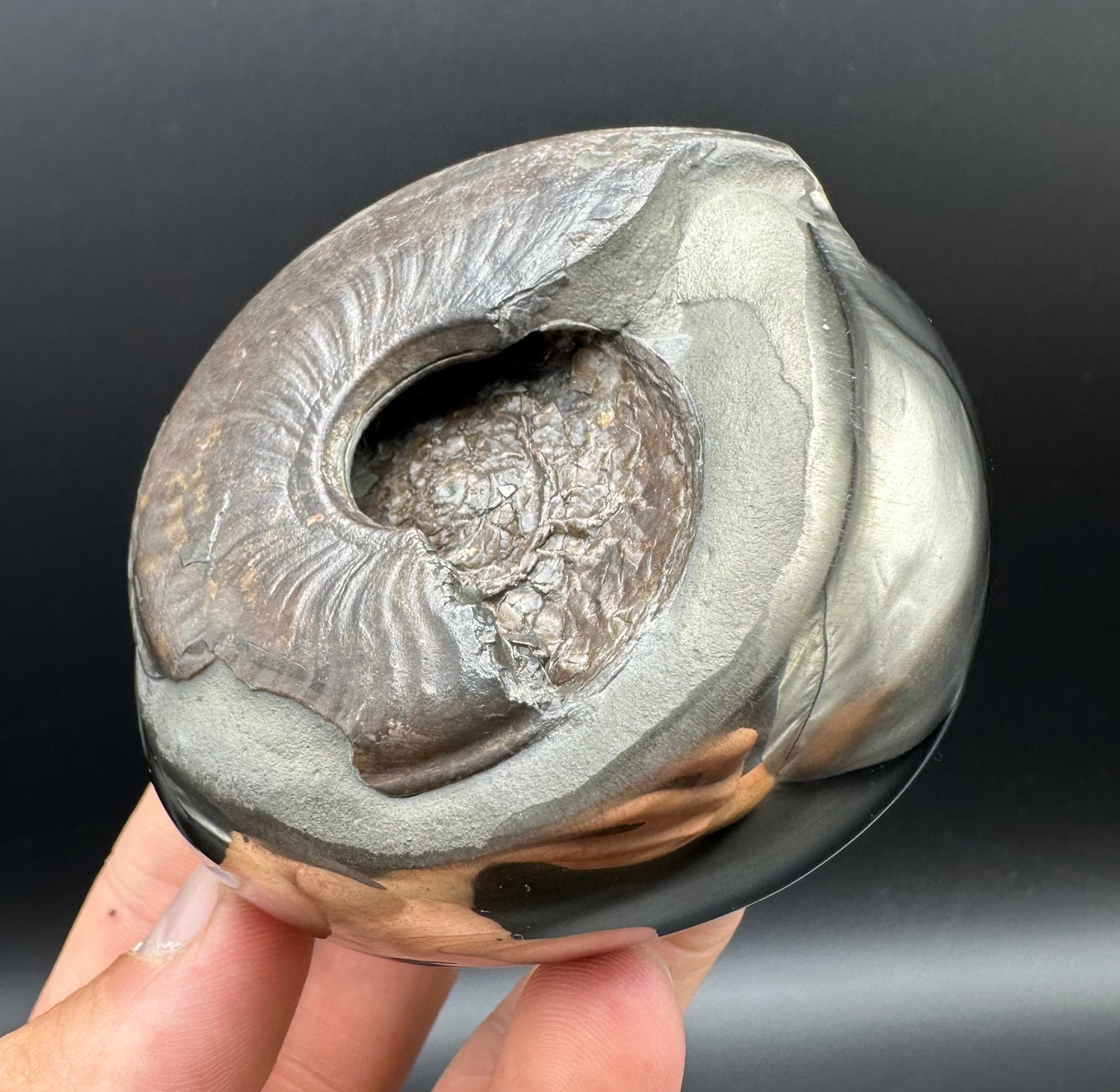 Golden Egg (GENUINE) Ammonite Fossil With Stand - Whitby, North Yorkshire Jurassic Coast Yorkshire Fossils