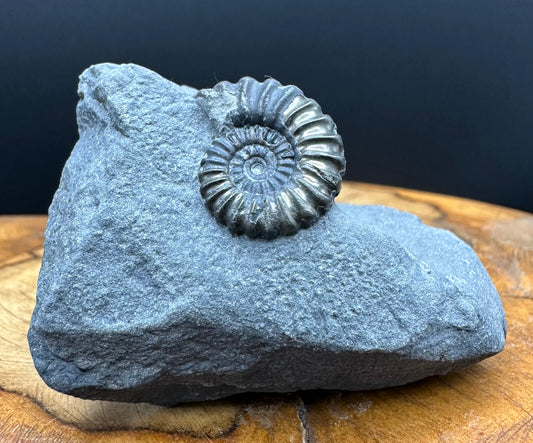 Promicroceras ammonite shell fossil with box and stand - Whitby, North Yorkshire Jurassic Coast Yorkshire Fossils