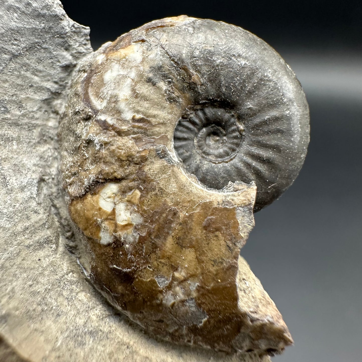 Amaltheus striatus ammonite fossil with box and stand - Whitby, North Yorkshire Jurassic Coast Yorkshire Fossils