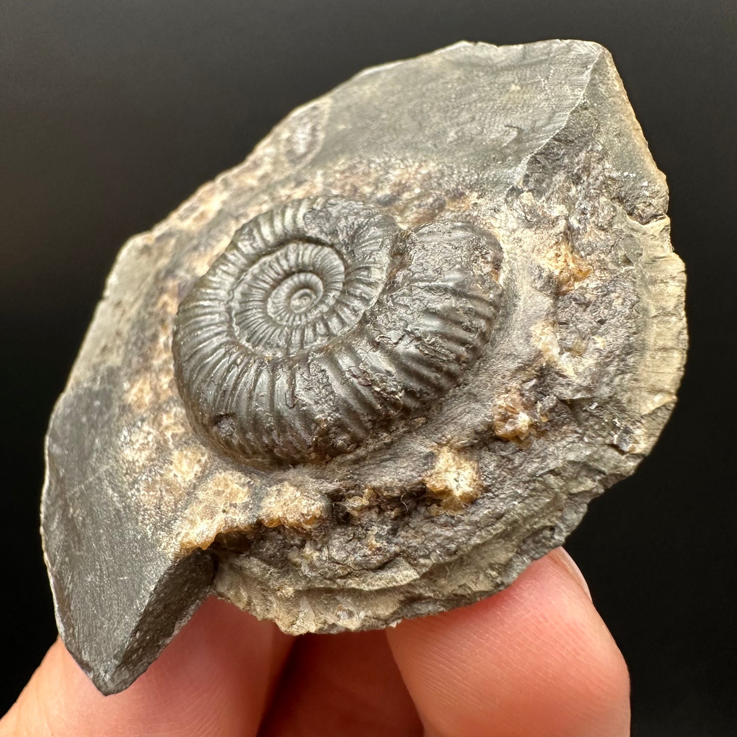 Dactylioceras Ammonite Fossil Gift Set - Whitby, North Yorkshire Jurassic Coast Yorkshire Fossils