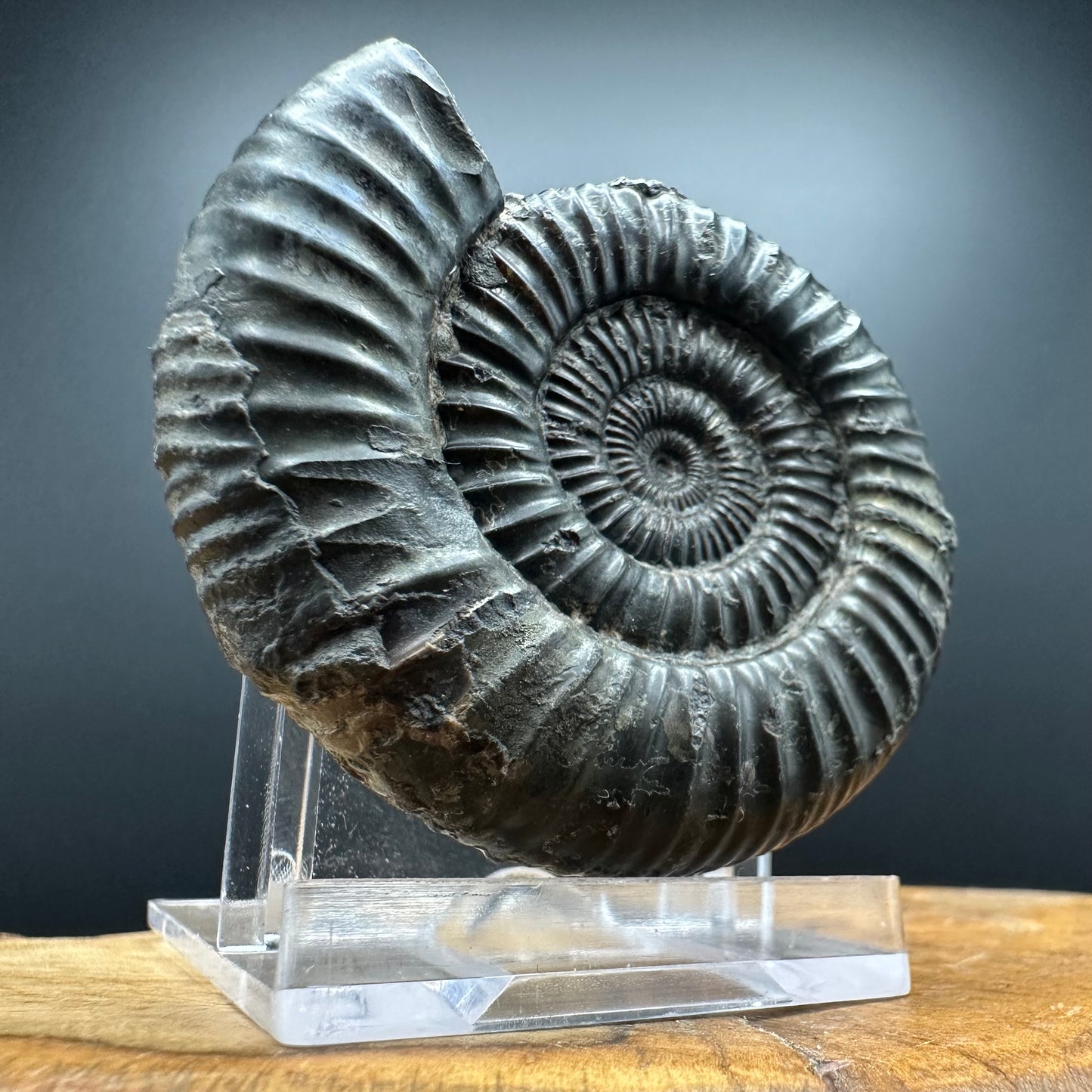 Dactylioceras Ammonite Fossil With box and Stand - Whitby, North Yorkshire Jurassic Coast Yorkshire Fossils