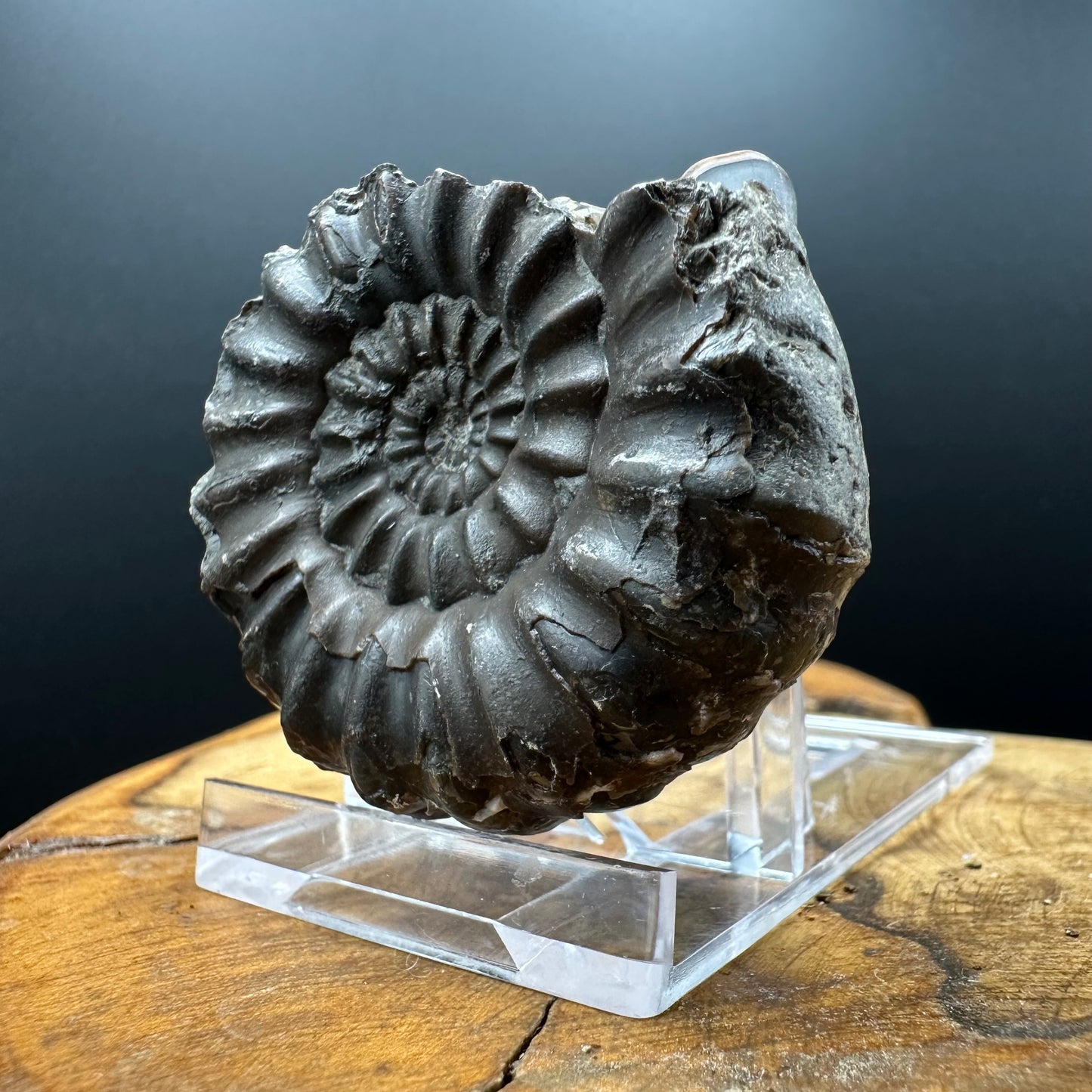 Androgynoceras maculatum ammonite fossil with box and stand - Whitby, North Yorkshire Jurassic Coast Yorkshire Fossils