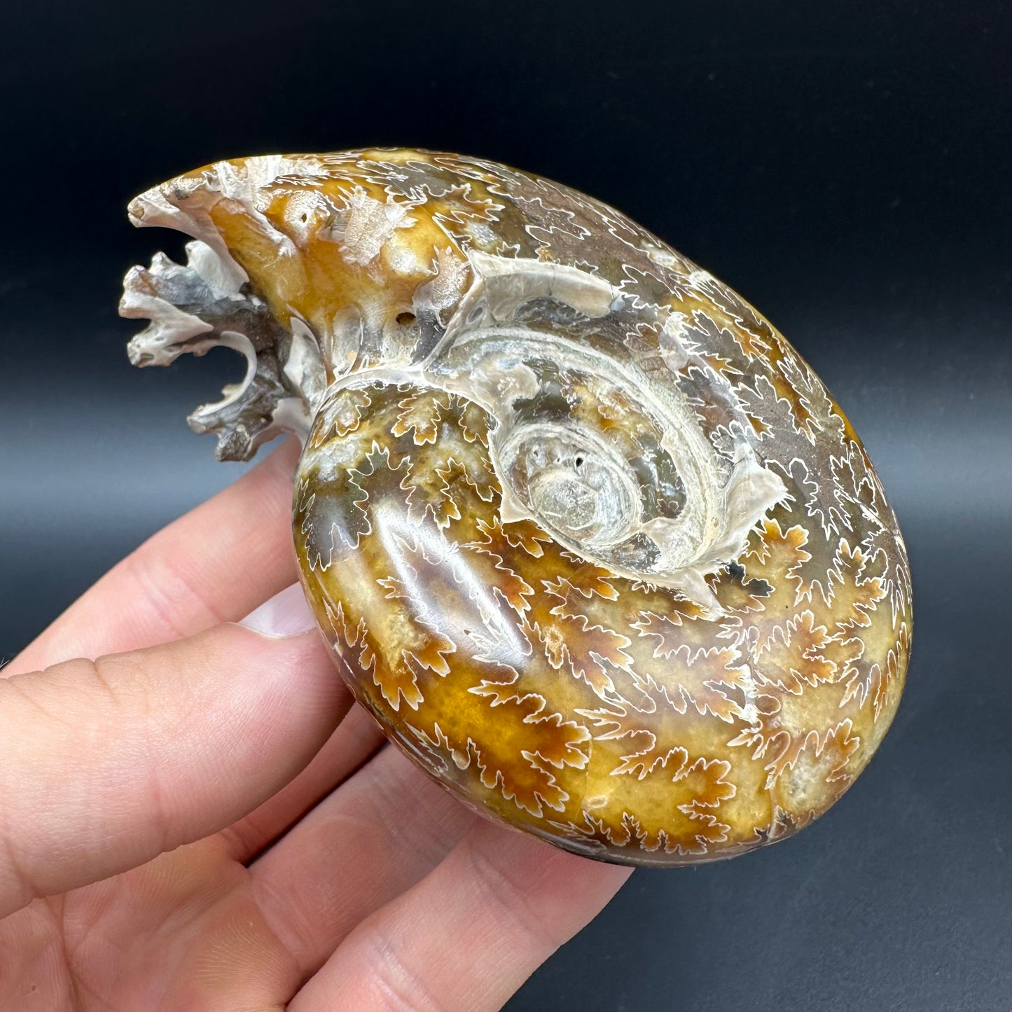Puzosia Ammonite Fossil With Box And Stand - Cretaceous Ammonite Madagascar