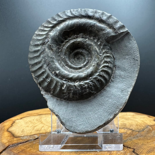 Hildoceras Bifrons Ammonite fossil with box and stand - Whitby, North Yorkshire Jurassic Coast, Yorkshire Fossils from the Jurassic Coast