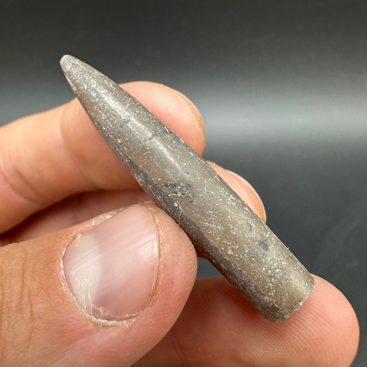 Belemnite (Fossil Squid) shell fossil - Whitby, North Yorkshire Jurassic Coast Yorkshire Fossils