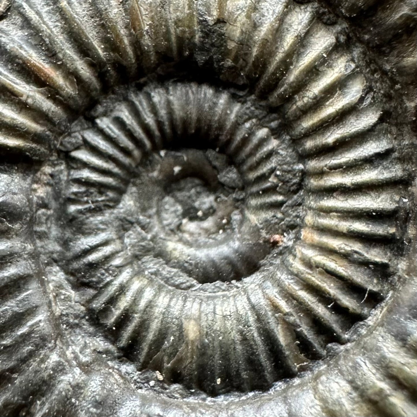 Dactylioceras Ammonite Fossil Gift Set - Whitby, North Yorkshire Jurassic Coast Yorkshire Fossils