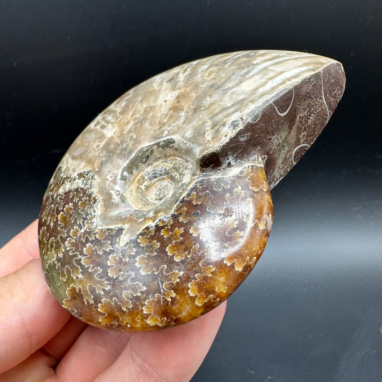 Cleoniceras Ammonite Fossil With Box And Stand - Cretaceous Ammonite Madagascar
