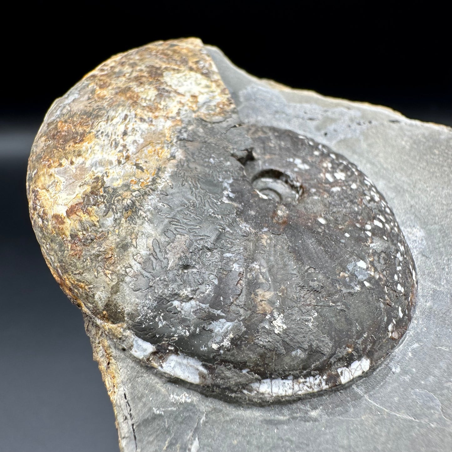 Pseudolioceras lythense ammonite fossil with box and stand - Whitby, North Yorkshire, Yorkshire Fossils on the Jurassic Coast