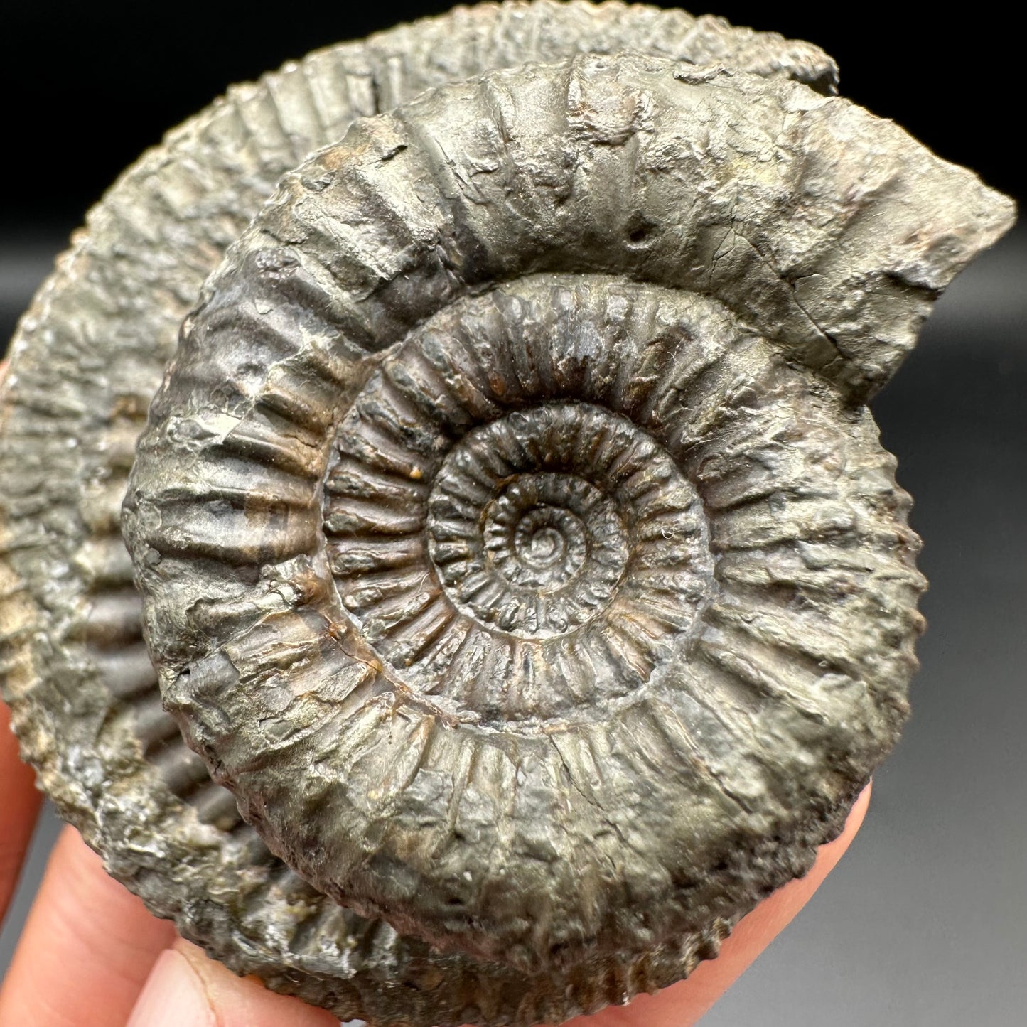 Catacoeloceras Sp. ammonite fossil with box and stand- Whitby, North Yorkshire Jurassic Coast Yorkshire Fossils