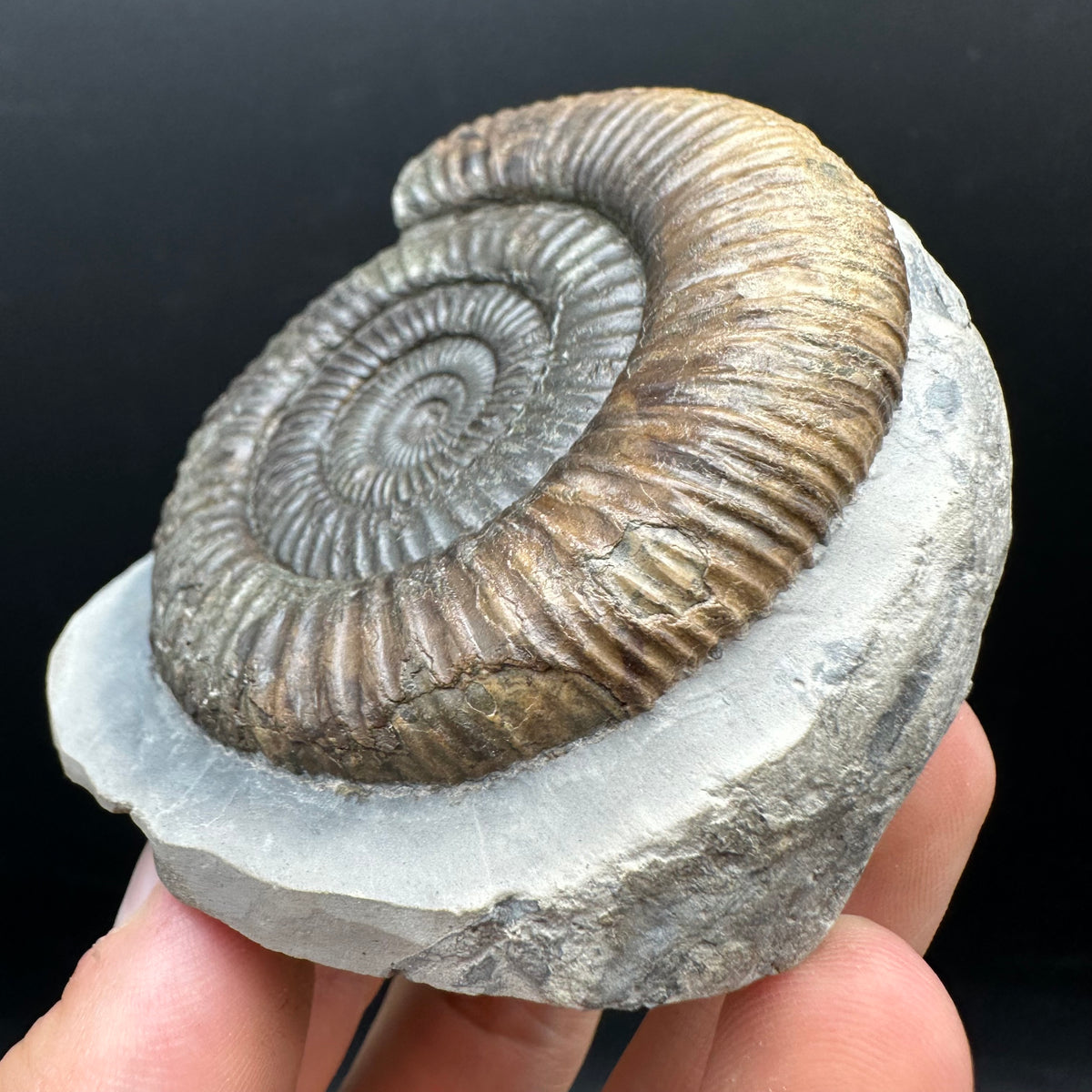 Dactylioceras Ammonite Fossil With box and Stand - Whitby, North Yorkshire Jurassic Coast Yorkshire Fossils