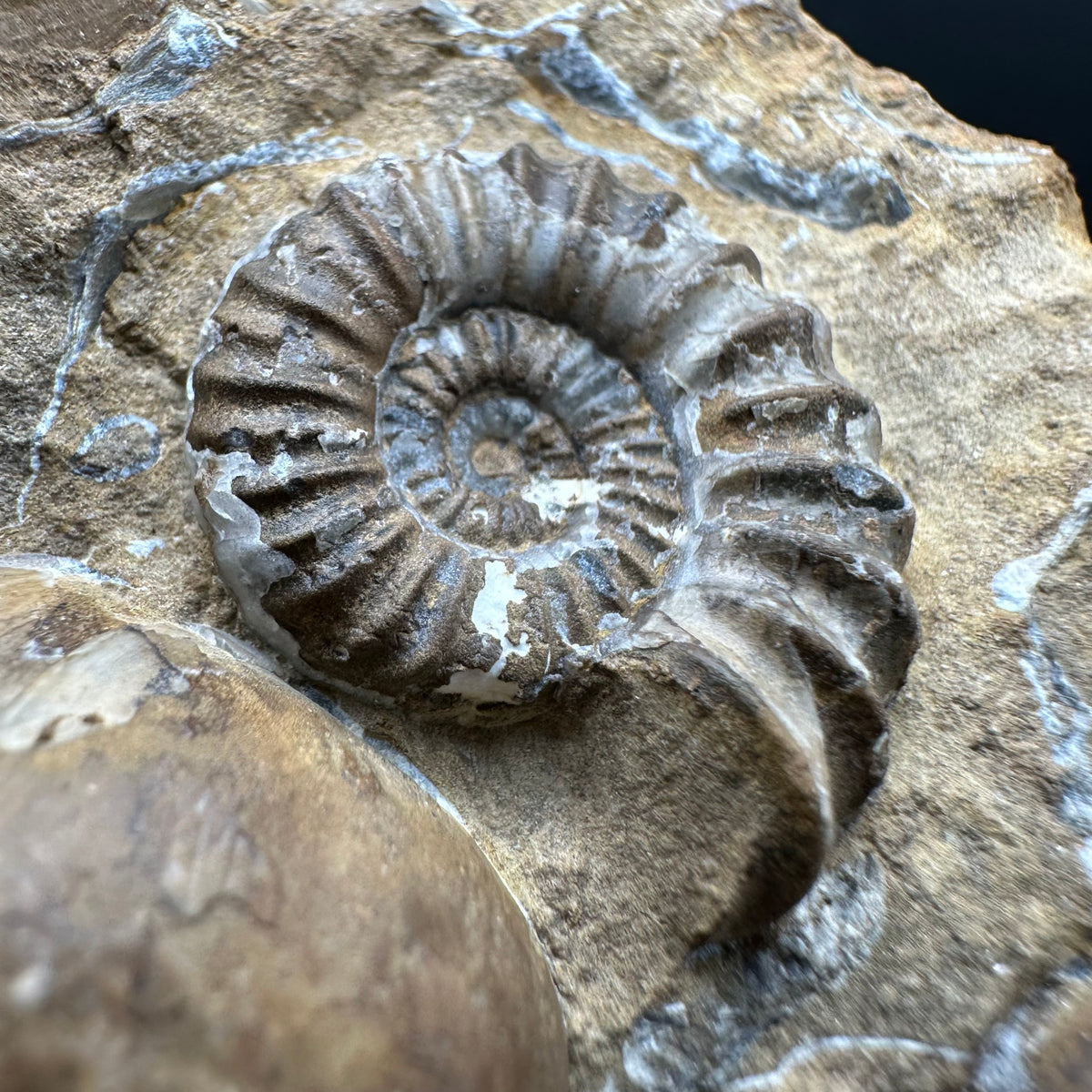 Androgynoceras capricornus Ammonite Fossil With Stand - Whitby, North Yorkshire Jurassic Coast Yorkshire Fossils
