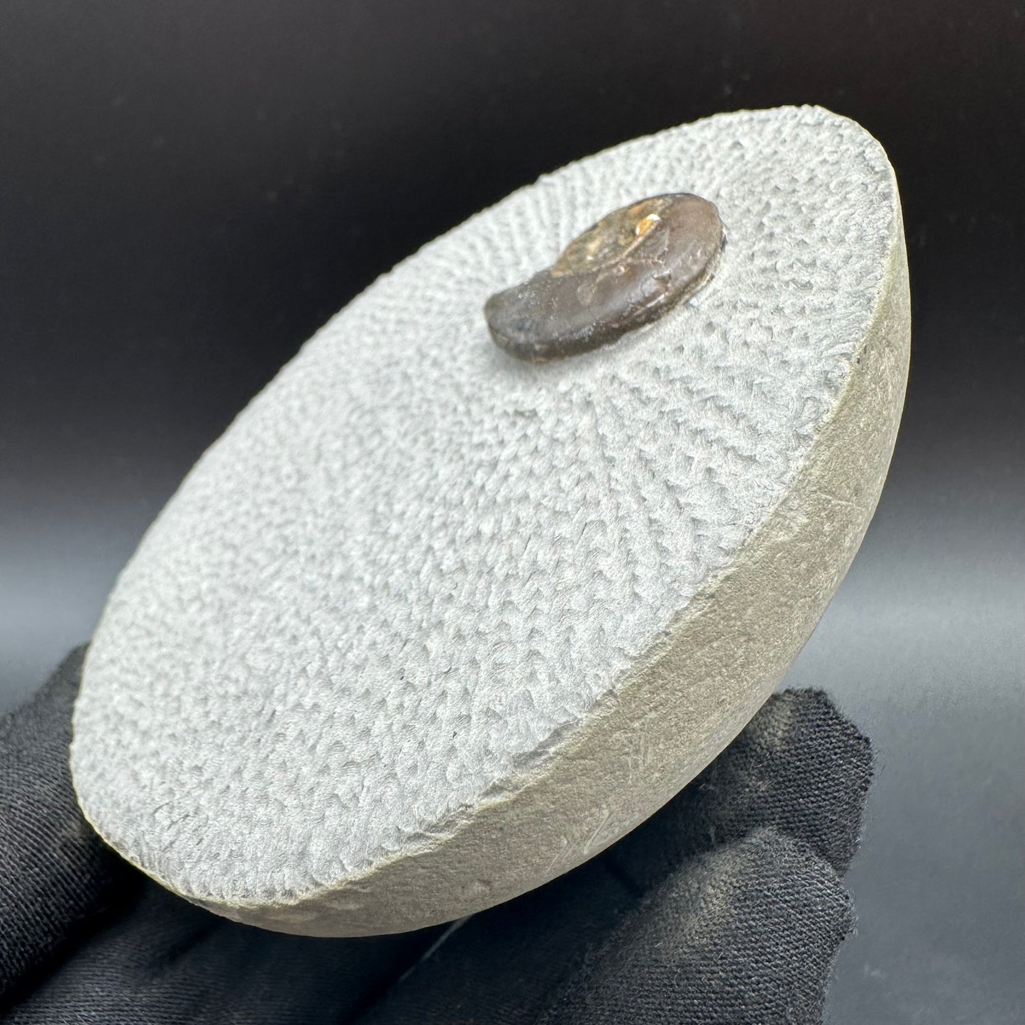 Eleganticeras Elegantulum ammonite fossil with box and stand - Whitby, North Yorkshire Jurassic Coast, Yorkshire Fossils