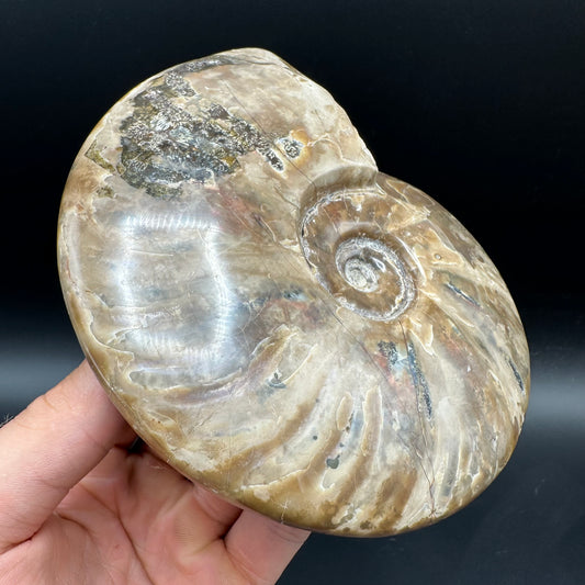Cleoniceras Ammonite Fossil With Stand - Cretaceous Ammonite Madagascar