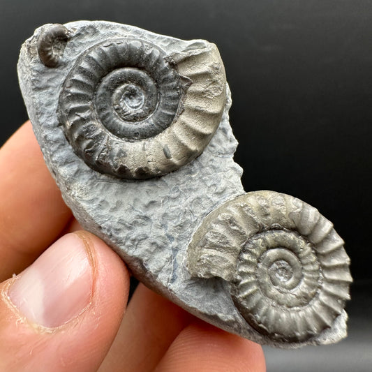 Arnioceras ammonite shell fossil with box and stand - Whitby, North Yorkshire Jurassic Coast Yorkshire Fossils