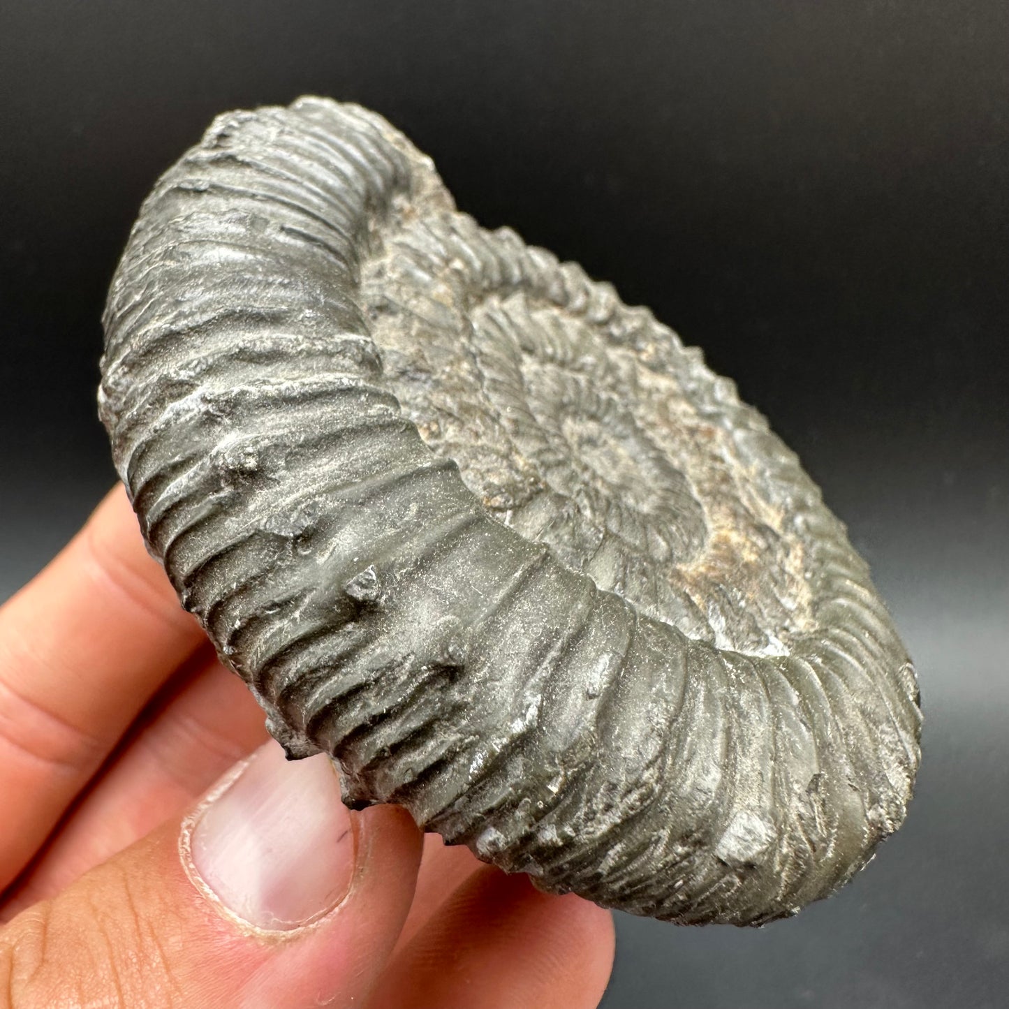 Peronoceras fibulatum Ammonite fossil with box and stand - Whitby, North Yorkshire Jurassic Coast Yorkshire Fossils