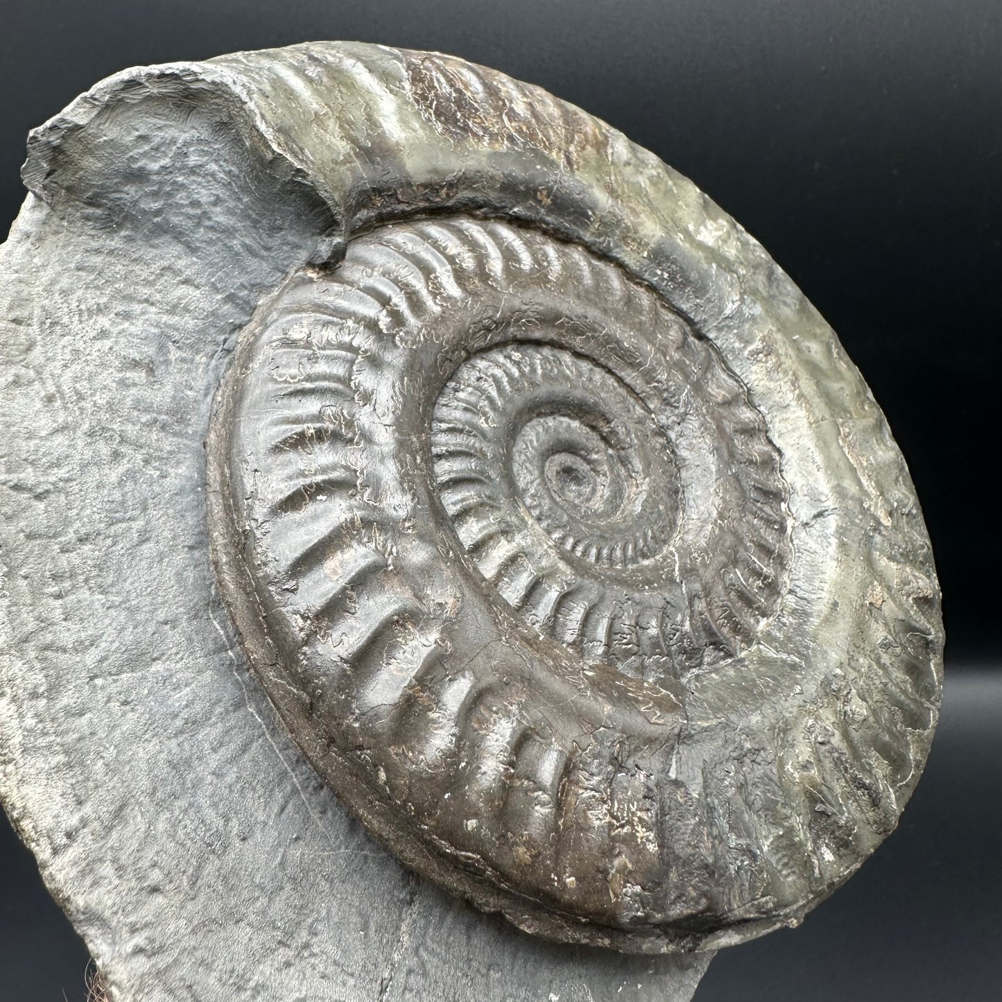 Hildoceras lusitanicum Ammonite fossil - Whitby, North Yorkshire, Jurassic Coast, Yorkshire Fossils from the Jurassic Coast