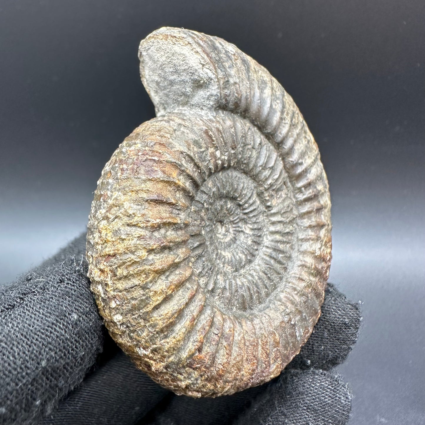 Catacoeloceras Sp. ammonite fossil with box and stand- Whitby, North Yorkshire Jurassic Coast Yorkshire Fossils