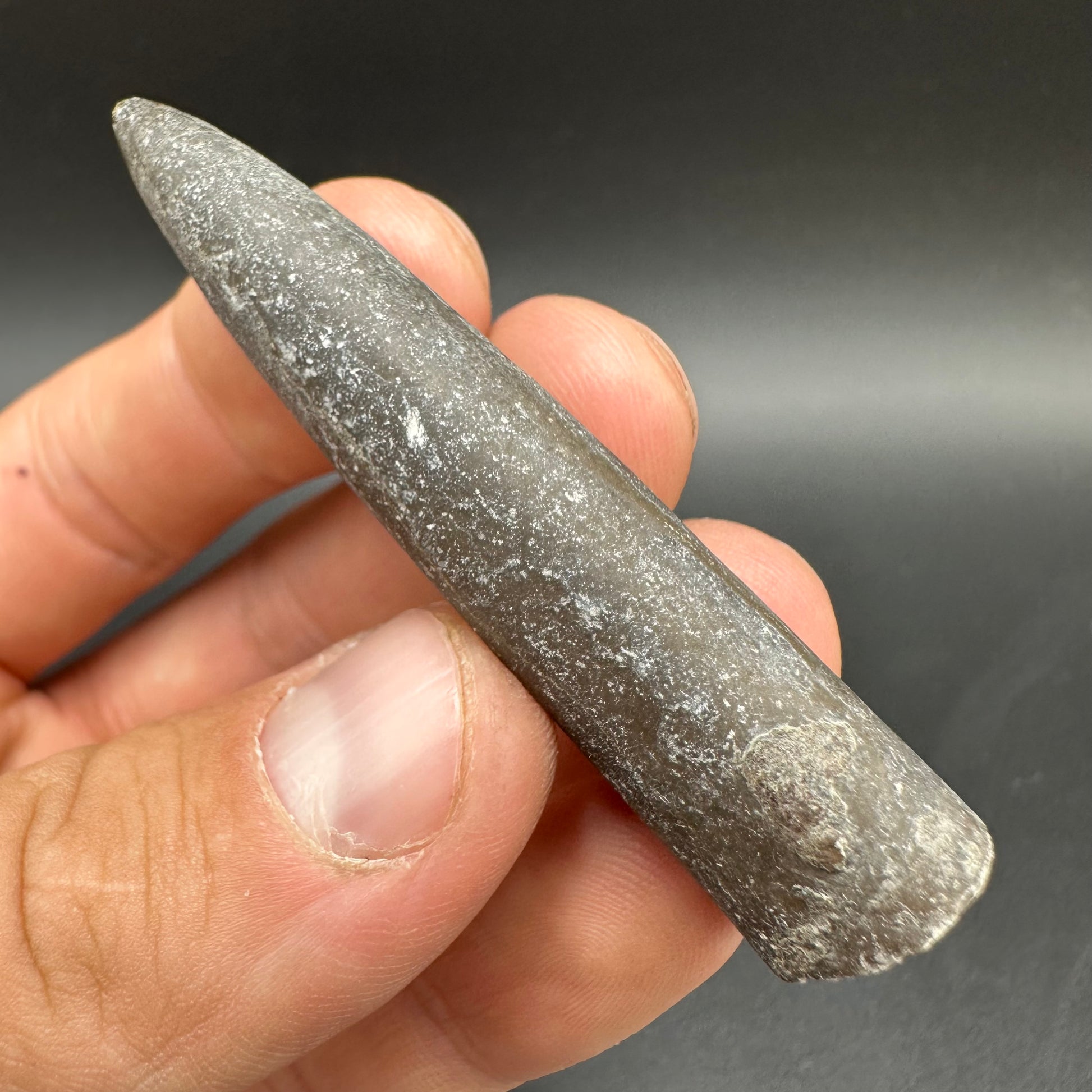 Belemnite (Fossil Squid) shell fossil - Whitby, North Yorkshire Jurass ...