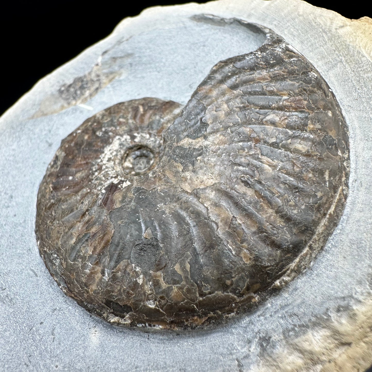 Pseudolioceras lythense Ammonite fossil with box and stand - Whitby, North Yorkshire, Yorkshire Fossils on the Jurassic Coast