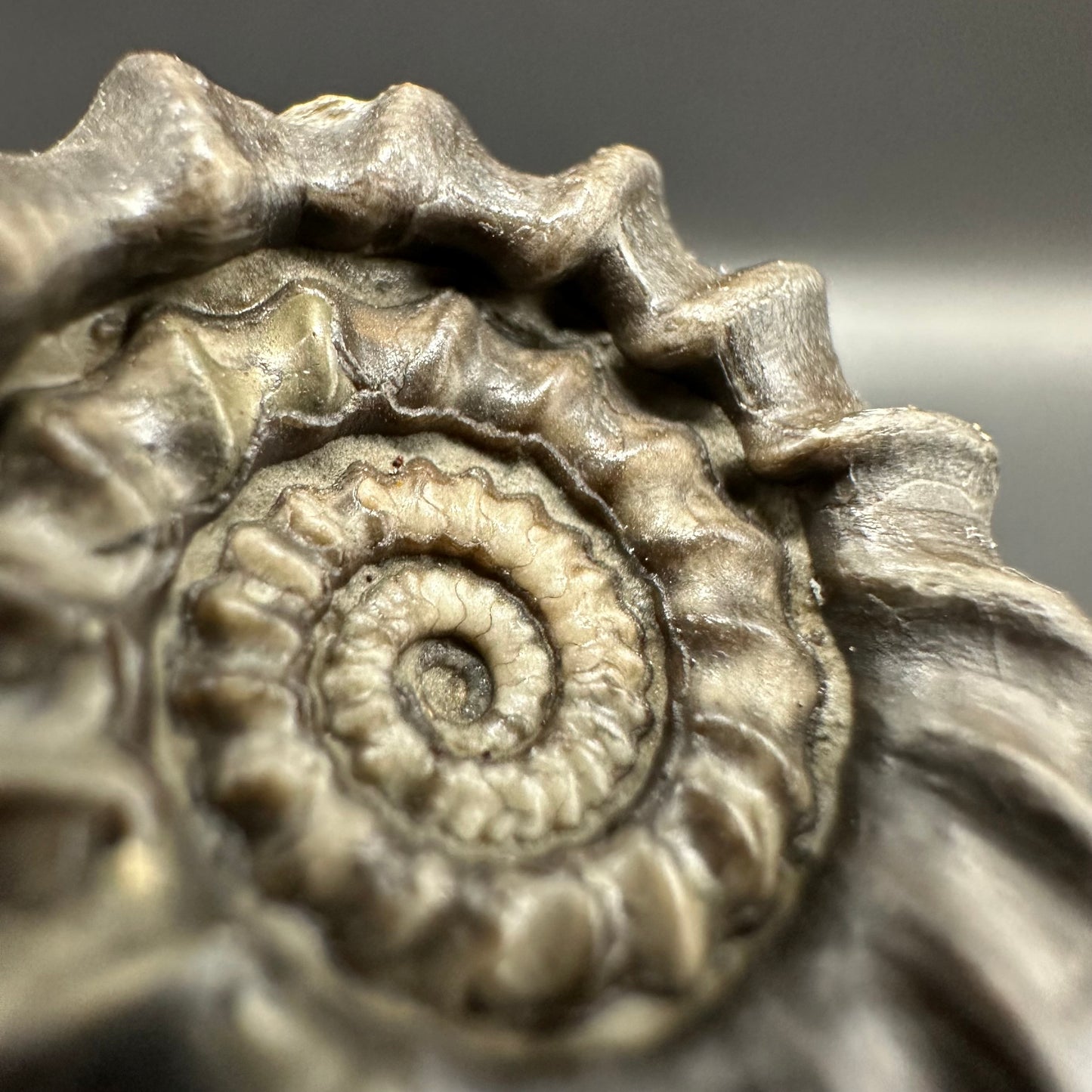 Gagaticeras Ammonite fossil with box and stand - Whitby, North Yorkshire Jurassic Coast Yorkshire Fossils