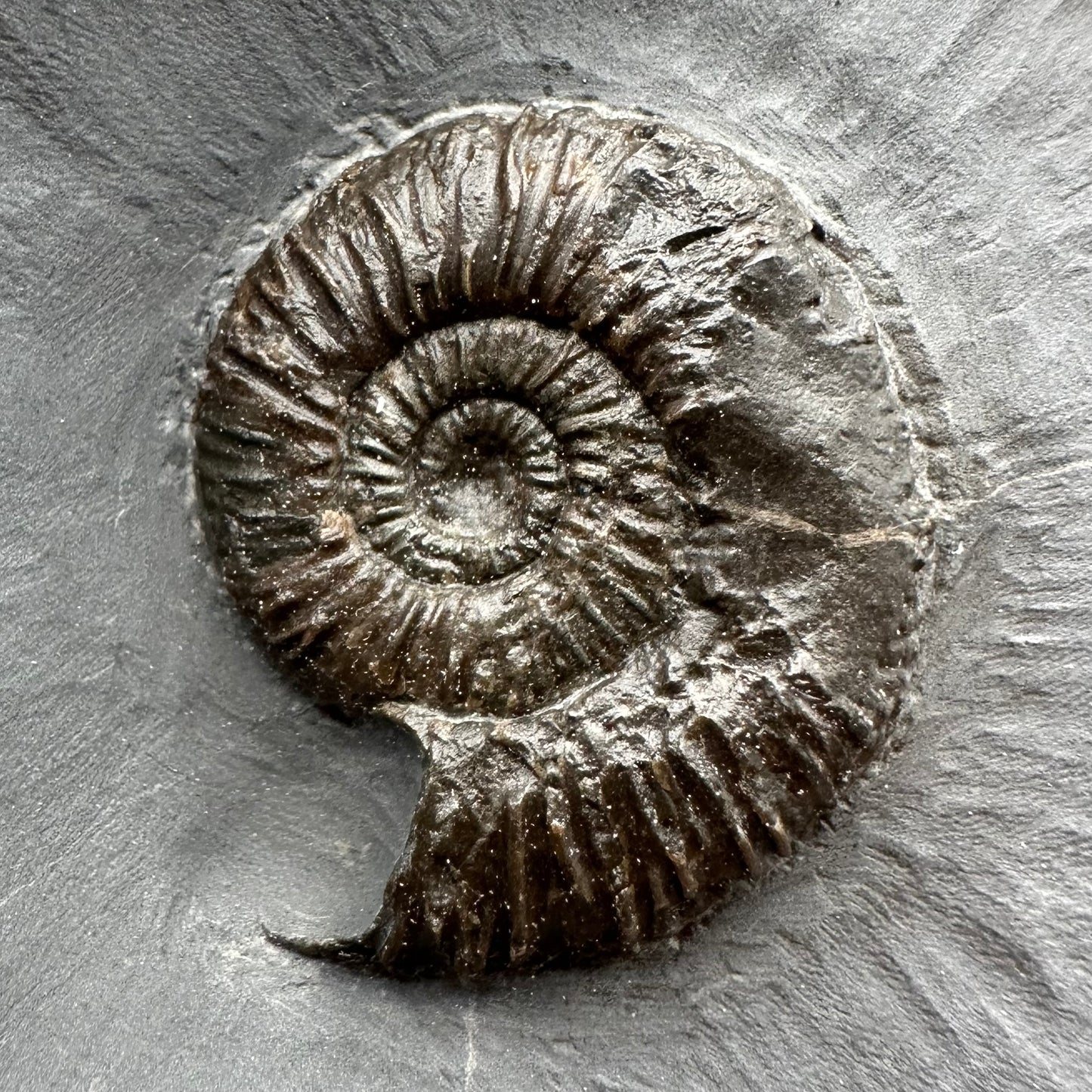 Dactylioceras semicelatum Ammonite fossil with stand - Whitby, North Yorkshire Jurassic Coast Yorkshire Fossils